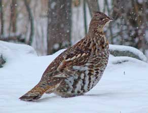 Ruffed Grouse