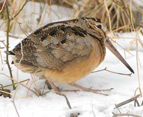Woodcock